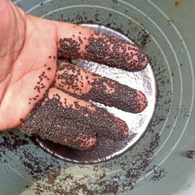 bakteri anaerobik granular 14