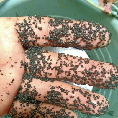 bakteri anaerobik granular 15